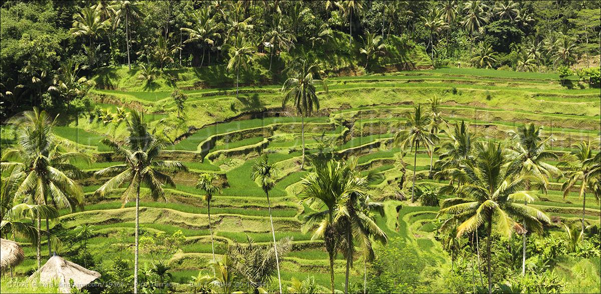 Peter Bellingham Photography Rice Terraces - Bali T (PBH4 00 16584)